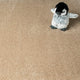 Pale Umber 35 Sirius 70oz Invictus Carpet