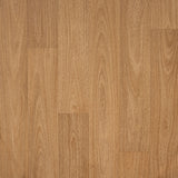 Corymbia 555