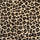 Amur Leopard JAG43