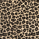 Amur Leopard JAG43