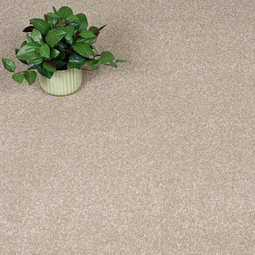 Latte Stainfree Caress Carpet by Abingdon