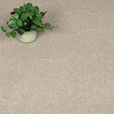 Latte Stainfree Caress Carpet by Abingdon
