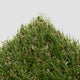 Arizona 26mm Artificial Grass