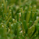 Arizona 26mm Artificial Grass