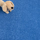 Light Blue Belton Feltback Twist Carpet