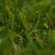 Laurus 40 Artificial Grass