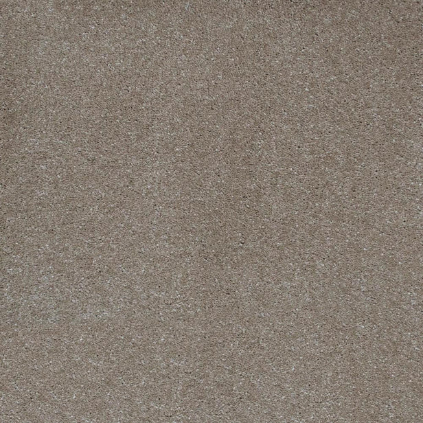 Biscotti 39 Magnificus Invictus Carpet