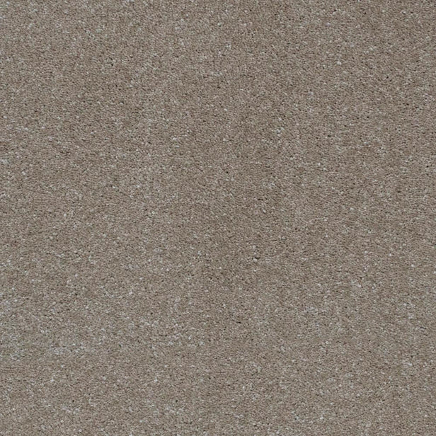 Biscotti 39 Magnificus Invictus Carpet